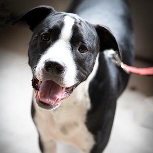 Team Page: Team Rammy